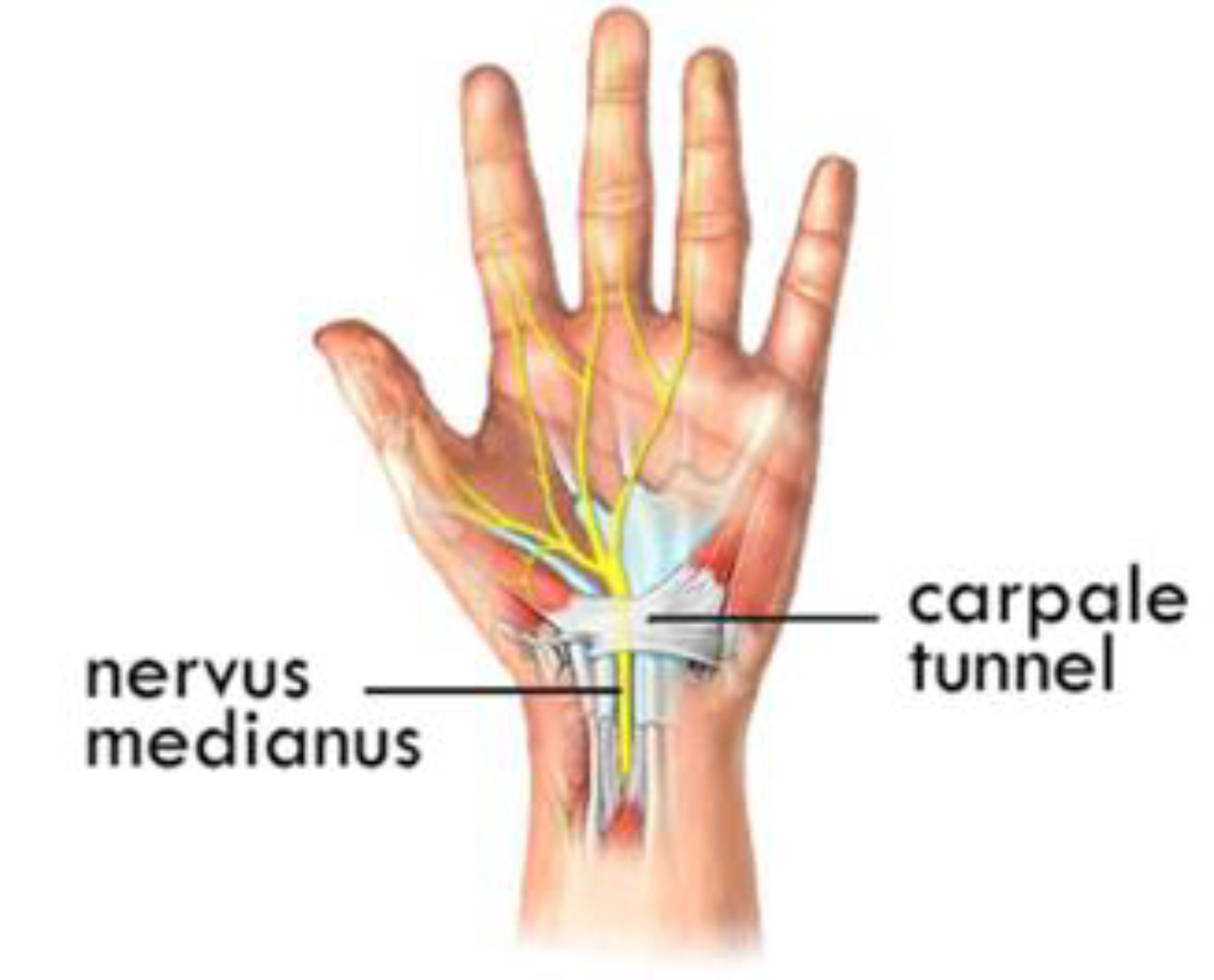 Срединный нерв-nervus medianus.